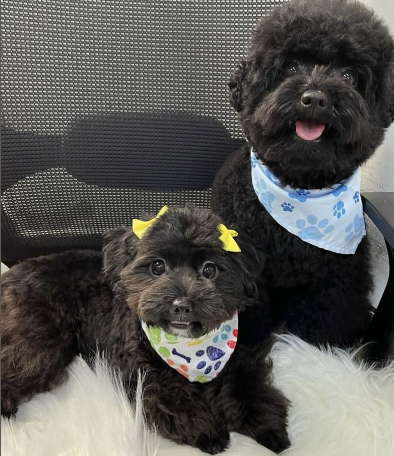 Luxury Pets Grooming - صورة 4