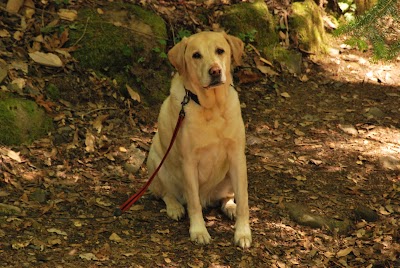 Photos of Uvas Canyon County Park