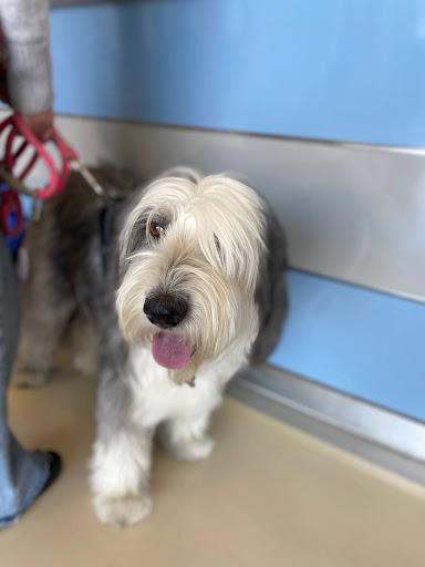 Hospital Veterinario UVM - Thumbnail