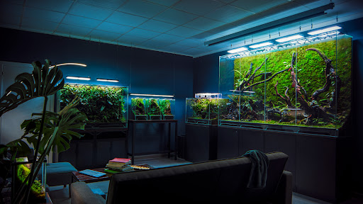Premiumbuces - Tienda Online de Plantas de Acuario y Terrario - Thumbnail