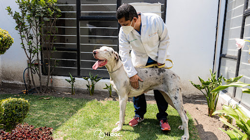 Hidoc - Hospital Veterinario De Especialidades