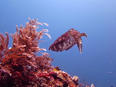 Photos of Sea Souls Dive Resort