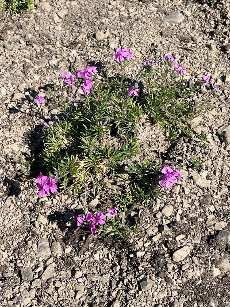 足久保川 花だんプロジェクト