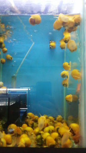 Acuario xalapa kaskarudo - Thumbnail