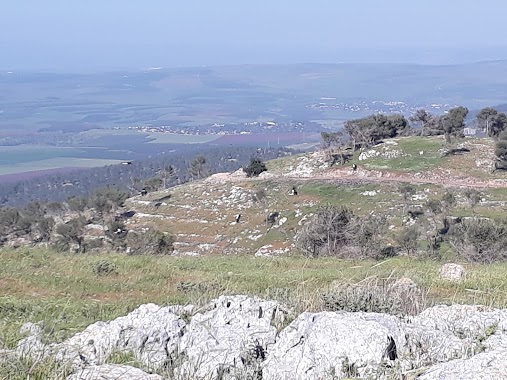 שמורת גבעת המורה, Author: נעמי שרוני