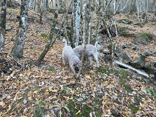Vecchio Borgo Tartufi - Truffle Hunting Experience - Thumbnail