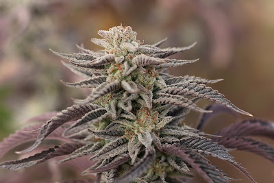 Photo of The Funky Chile