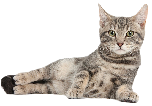 PETS RAW - Visual