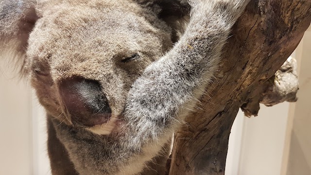 Koala Hospital