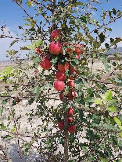 Paktika