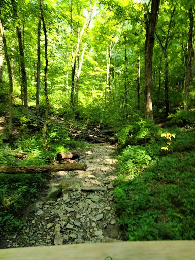 Mt Airy Forest Park