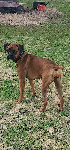 Hackberry Dog Park - Thumbnail