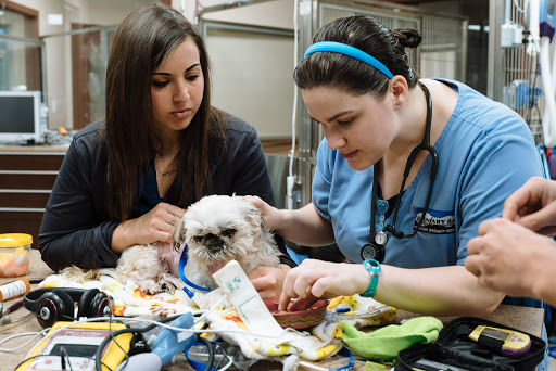 Boundary Bay Veterinary Specialty Hospital Gallery - United States