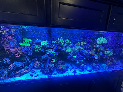 PNC Fish and More - Thumbnail