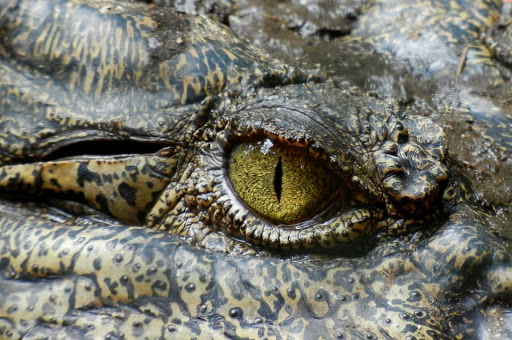 Crocopedia - Visual