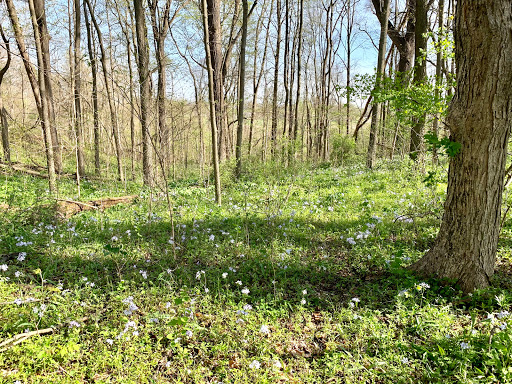 Lonidaw Nature Preserve - ACRES Land Trust
