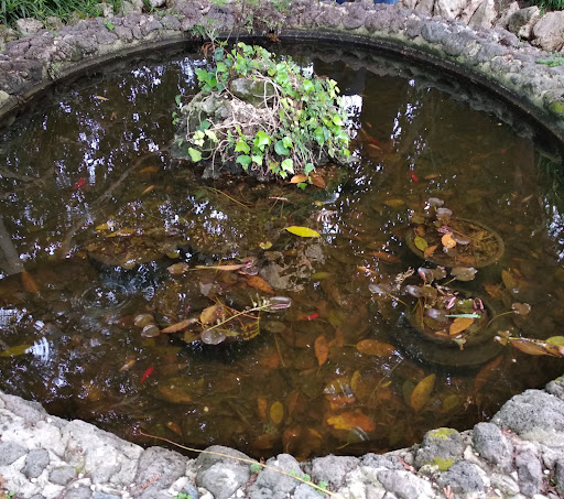 Giardino esotico e mediterraneo - al Castello del Solacium di Targia - Thumbnail