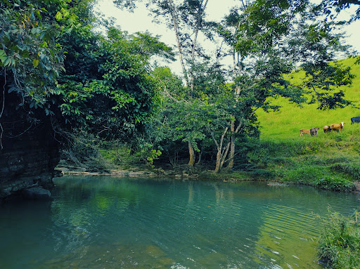 Loma de Cedro - Thumbnail