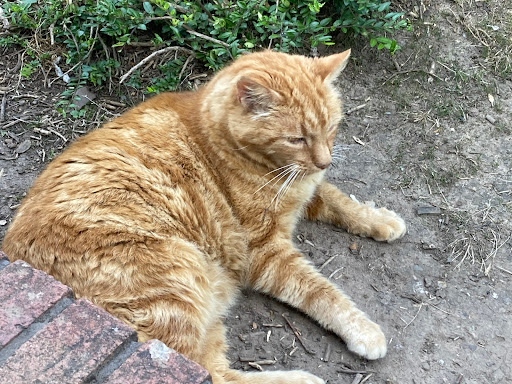 Co-op Cat - Thumbnail