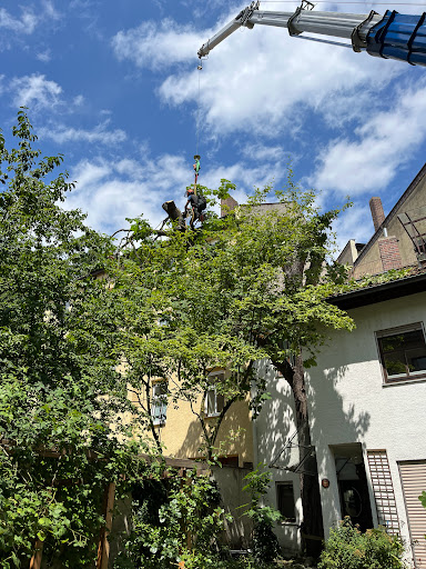 Mensch und Baum Baumpflege - Thumbnail