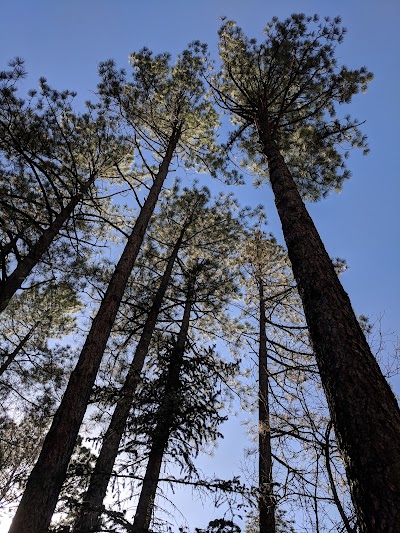 Whispering Pine Cabins