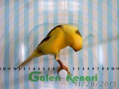 Photos of galeri kenari