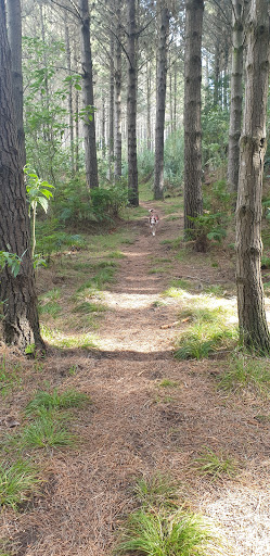 Waiuku Forest