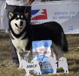 Photo n°26 de Elevage Malamute d'Alaska - L’esprit de Waheela à Virollet (Éleveur de chiens)