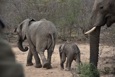 Photos of Timbavati Game Reserve