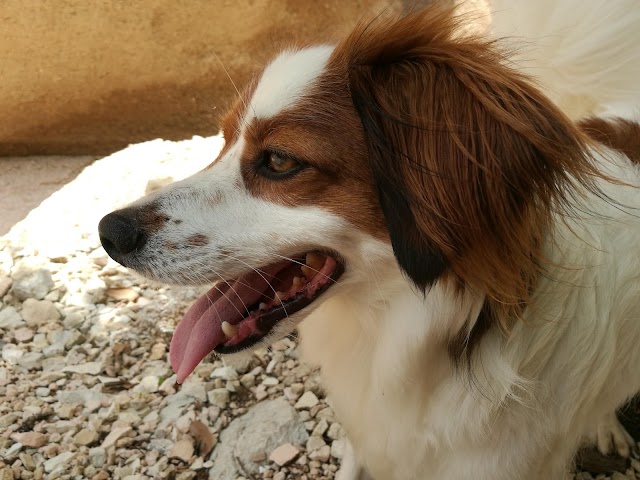 Lame Rosse