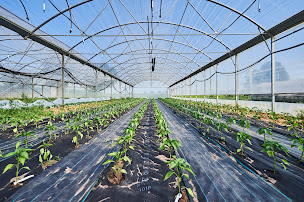 Photo n°2 de Presta' Terre - Les Jardins d'Altair à Oberhoffen-sur-Moder (Maraîcher)