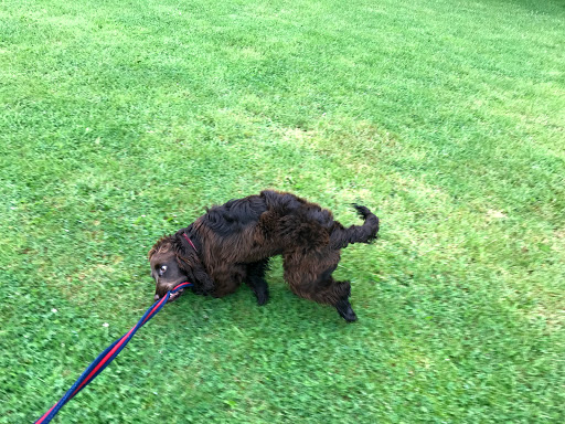 Rowan House Boarding Kennels - Thumbnail