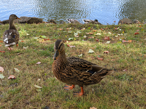 Periwinkle Park - Visual