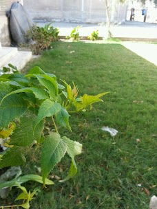 Jinnah Bagh larkana