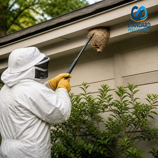Worried about wasp nests around your home? Standard Pest Control in Palace Guttahalli, Bengaluru… post image
