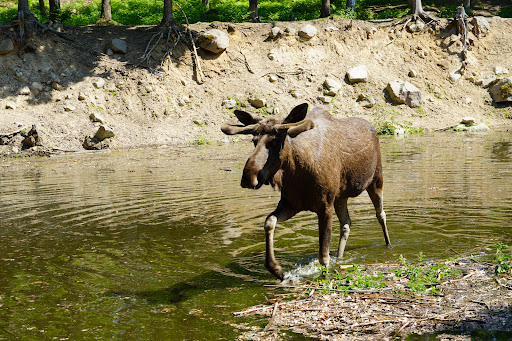 Målilla Elk Park - Thumbnail