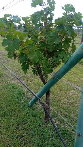 Centro de Investigación en Producción Agropecuaria, UANL / Viñedo UANL - Thumbnail