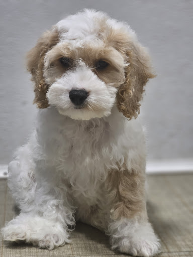 Smart Puppies For Sale, Inc. - Thumbnail