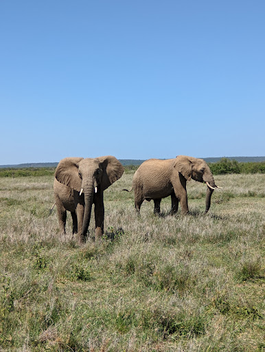 Yellow Zebra Safaris - Thumbnail