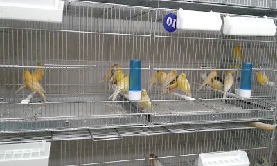 Photos of Canary Lavizan