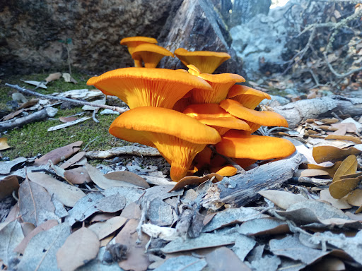 Funghi Farm Mallorca - Thumbnail