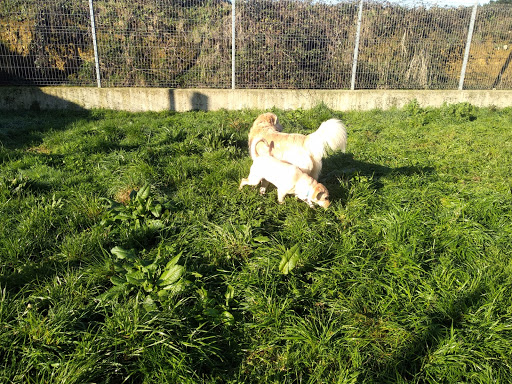 GUARDERIA canina,felina y equina NUMA