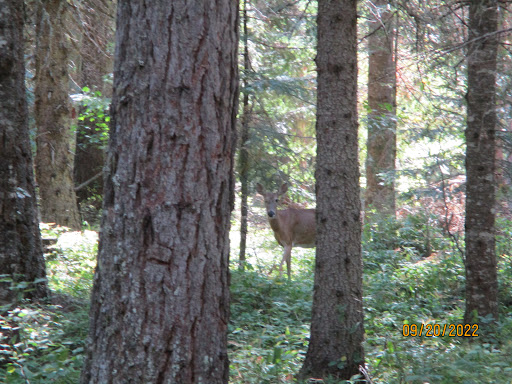 Fly Flat Campground - Thumbnail
