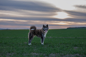 Photo n°10 de Elevage canin - akita inu - la montagne du grand est à Val de Livre (Éleveur de chiens)
