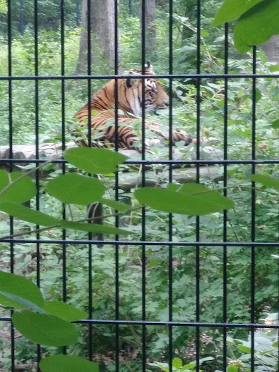 Sumatran Tiger Enclosure