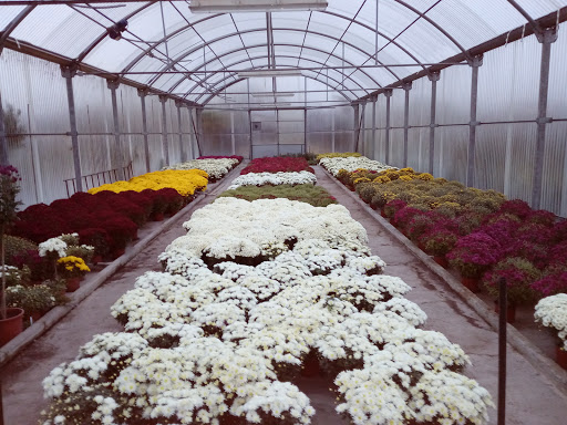 Plantas Nuñez - Thumbnail