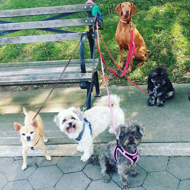 Tilly's Walks