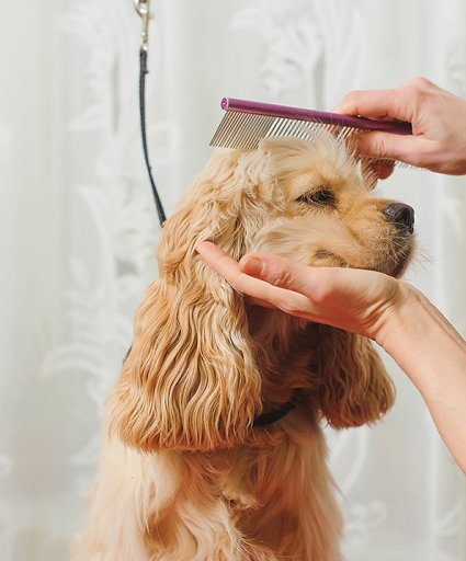 A Precious Pet Resort Gallery - United States
