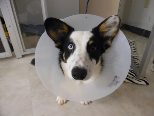 Veterinary Emergency & Specialty Center of Northern Arizona - Thumbnail