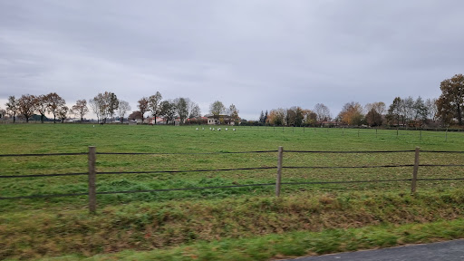 Cigogne noire - Thumbnail